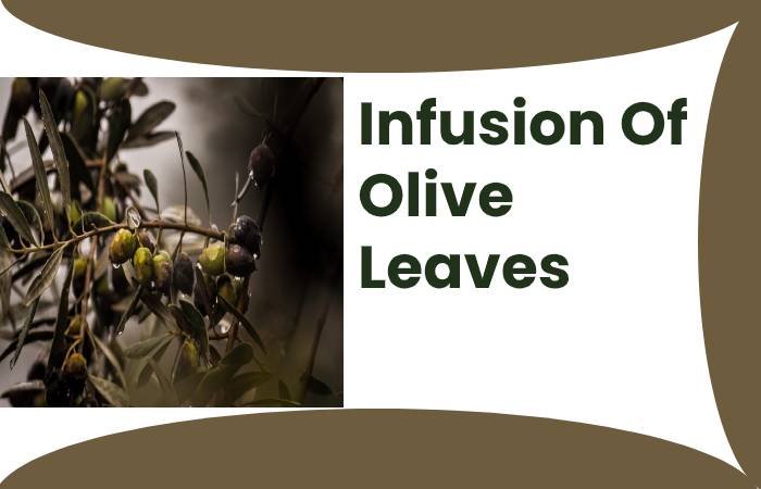 Infusion Of Olive Leaves