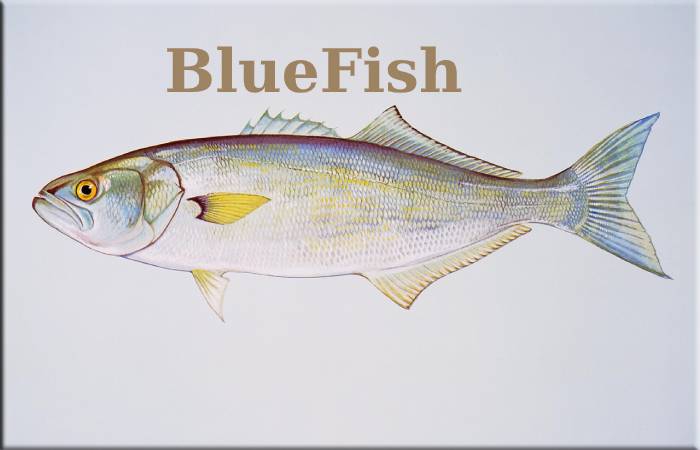 BlueFish