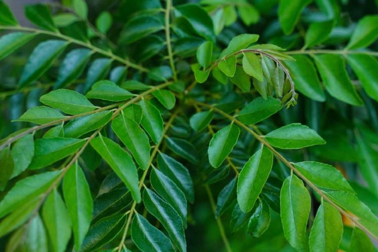 Curry Leaves – What are its Properties, Benefits, And Uses