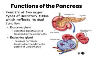 Functions Of The Pancreas 300x193 