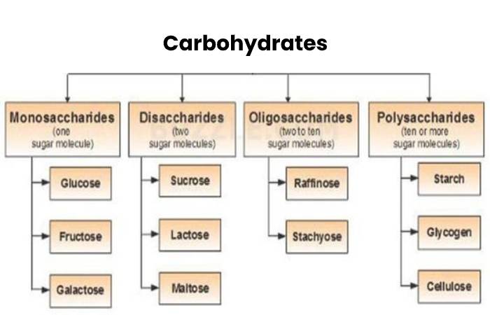 Carbohydrates polymer 