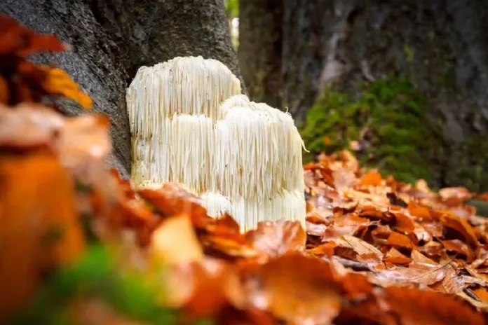 Lion’s Mane